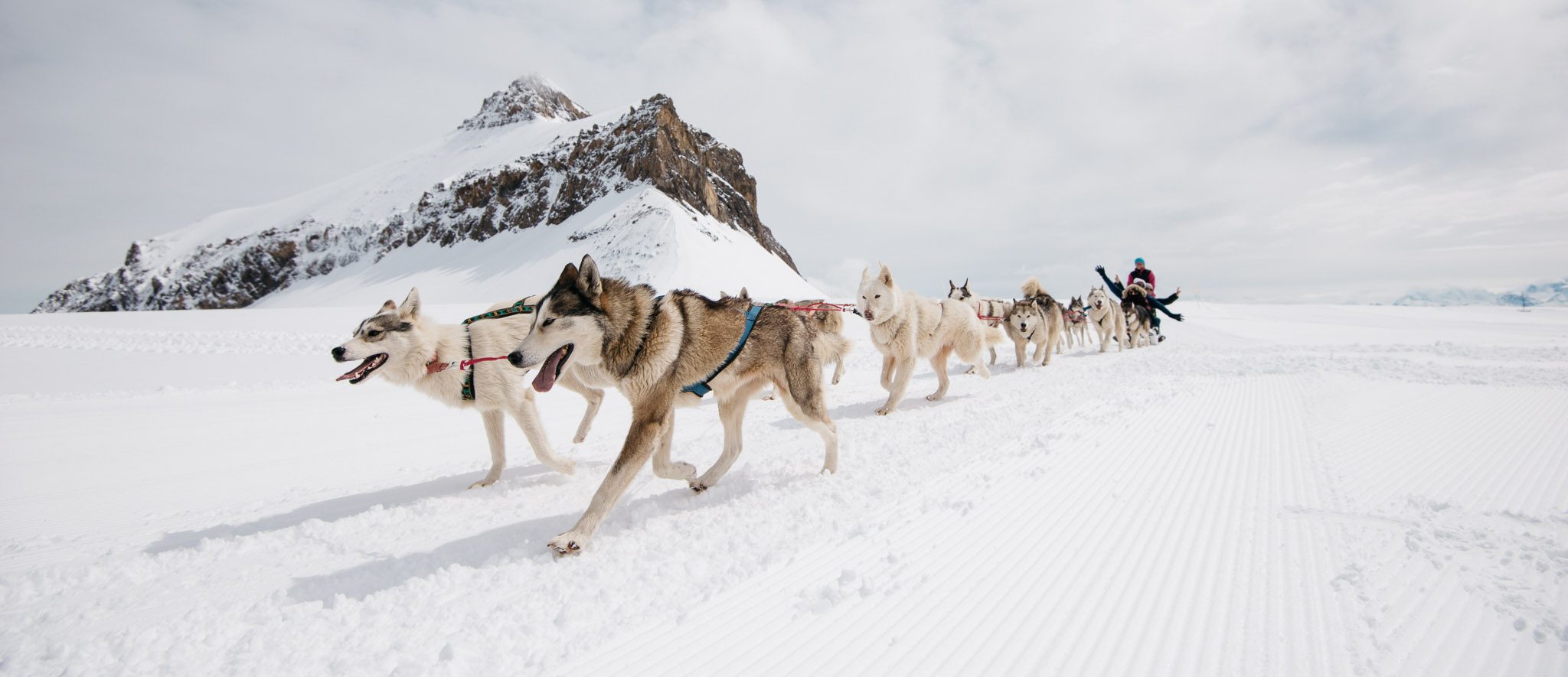 dog sledding on glacier 3000