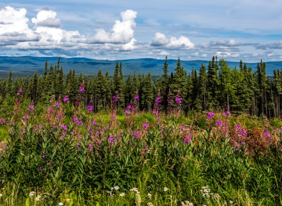 Fairbanks-Alaska-Flowers-1800x600