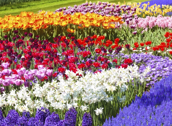 blooms of tulips, lillies, roses, daffodils and irises