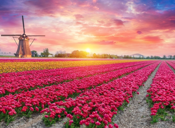 Landscape with tulips, traditional dutch windmills and houses near the canal in Zaanse Schans, Netherlands, Europe. High quality photo
