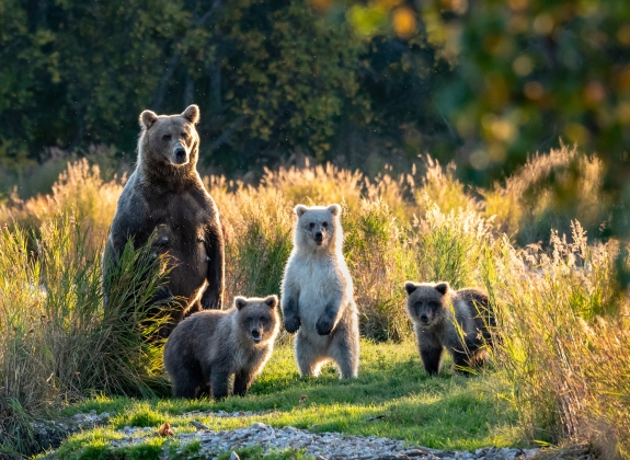 grizzly-bears-alaska_1221194992_web