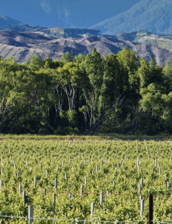 Nelson-1800x600