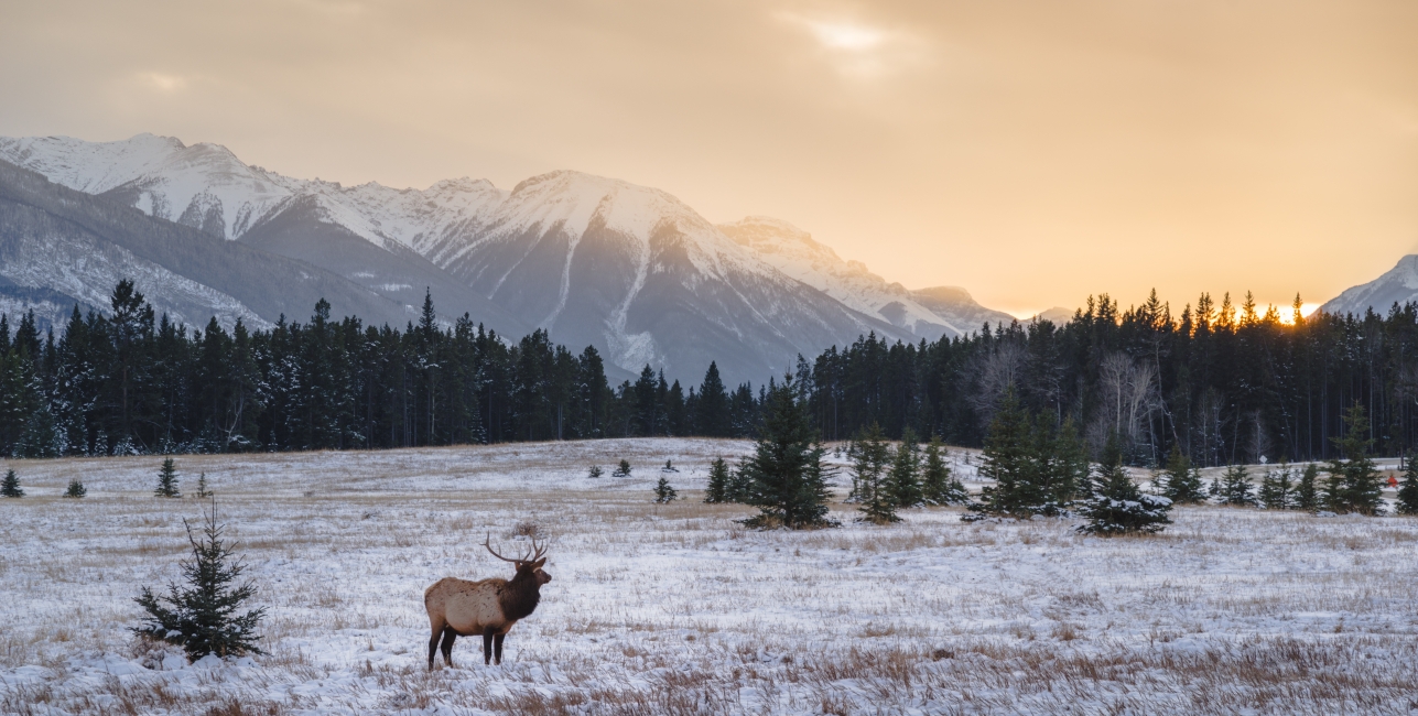 elk in Canada with snow on the ground