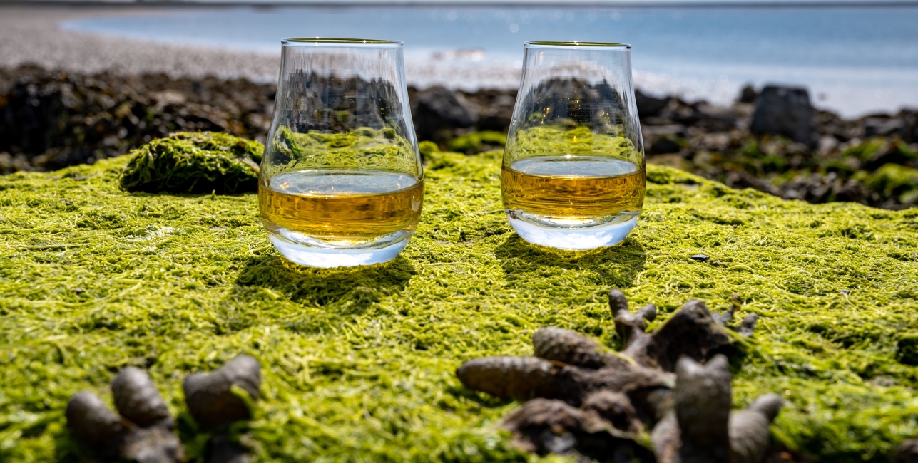 Tasting of single malt or blended Scotch whisky and seabed at low tide with green algae and stones on background, private whisky distillery tours in Scotland, UK