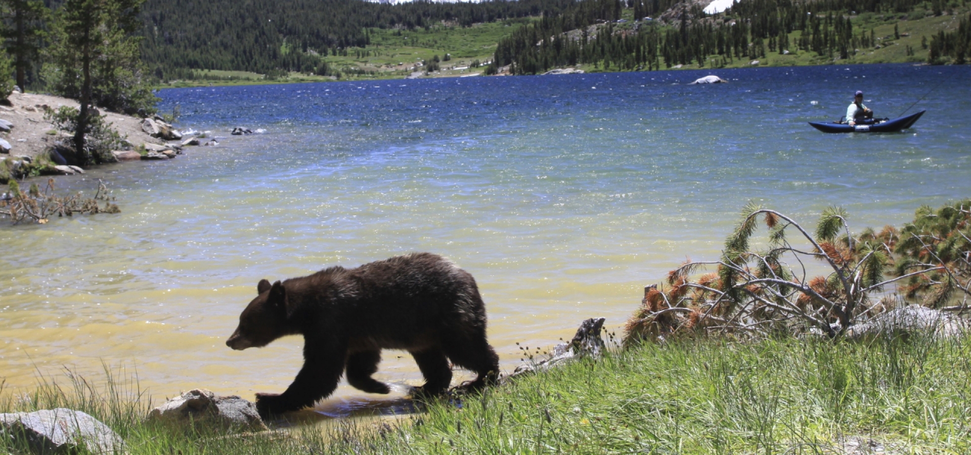 AU YELLOWSTONE TO YOSEMITE - Black Bear - iStock_000017366789_Full 1800X600 AU YELLOWSTONE TO YOSEMITE - Black Bear - iStock_000017366789_Full 1800X600