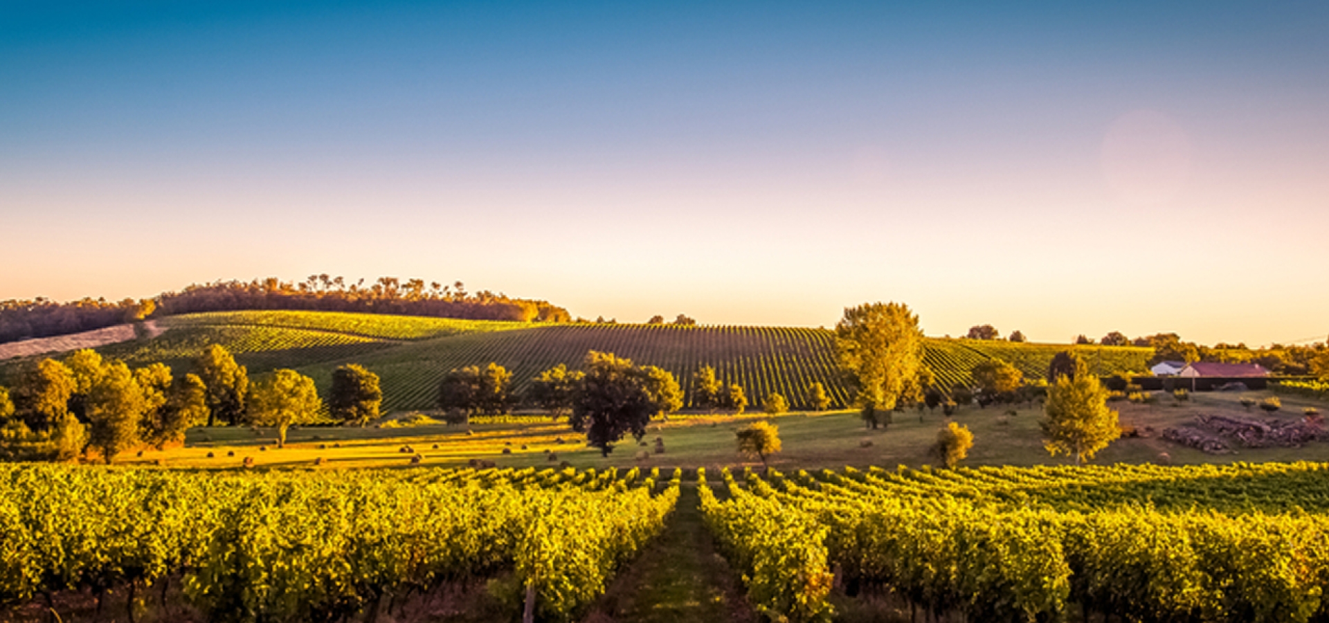 Bordeaux-France-Vineyards-1800x600 Bordeaux-France-Vineyards-1800x600