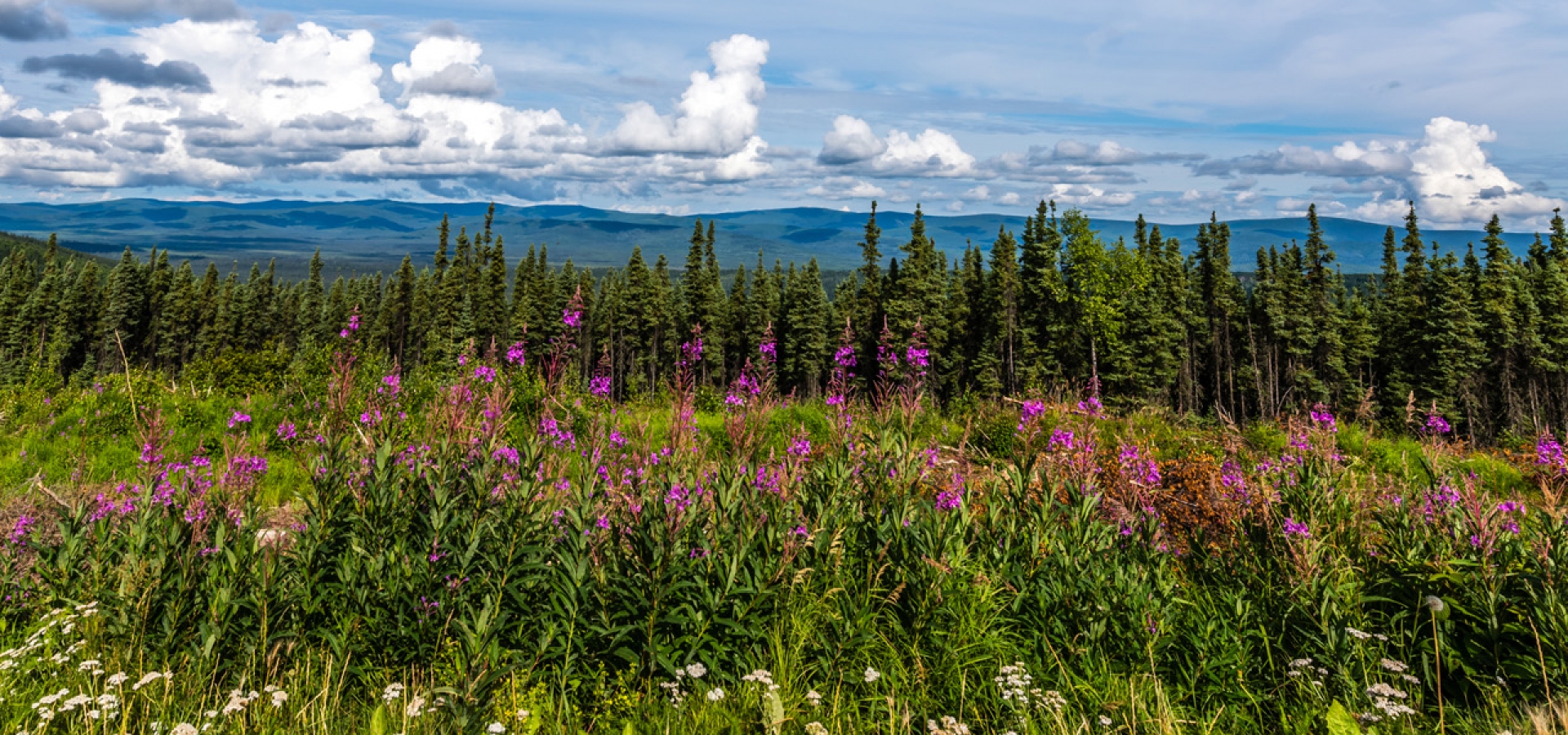 Fairbanks-Alaska-Flowers-1800x600