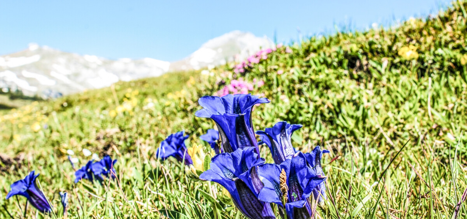 Alpin flowers in bloom