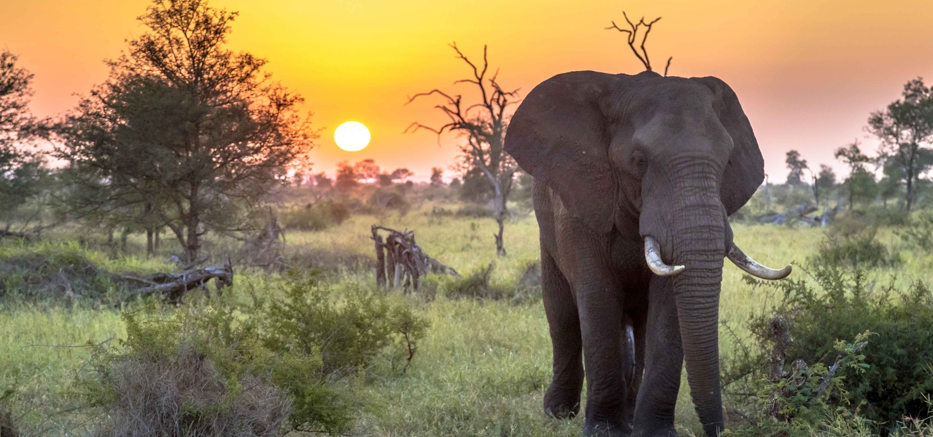 elephants_south-africa_kruger-national-park_pretoria