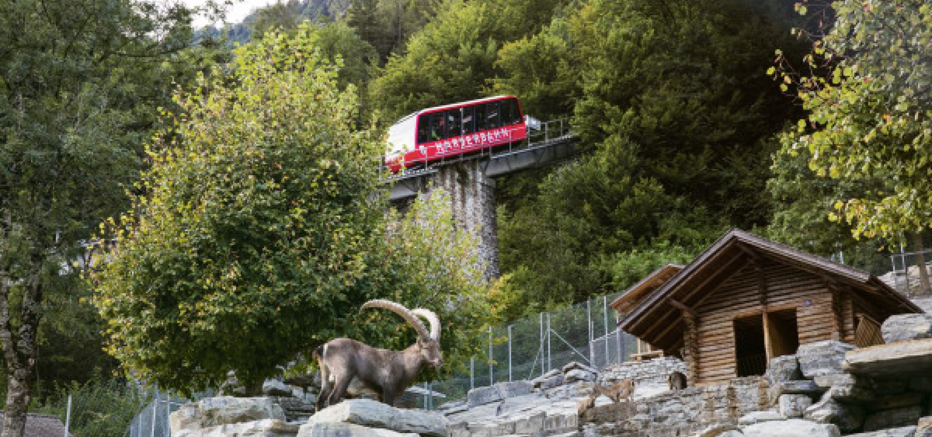 harderbahn-harder-kulm-interlaken-wildpark