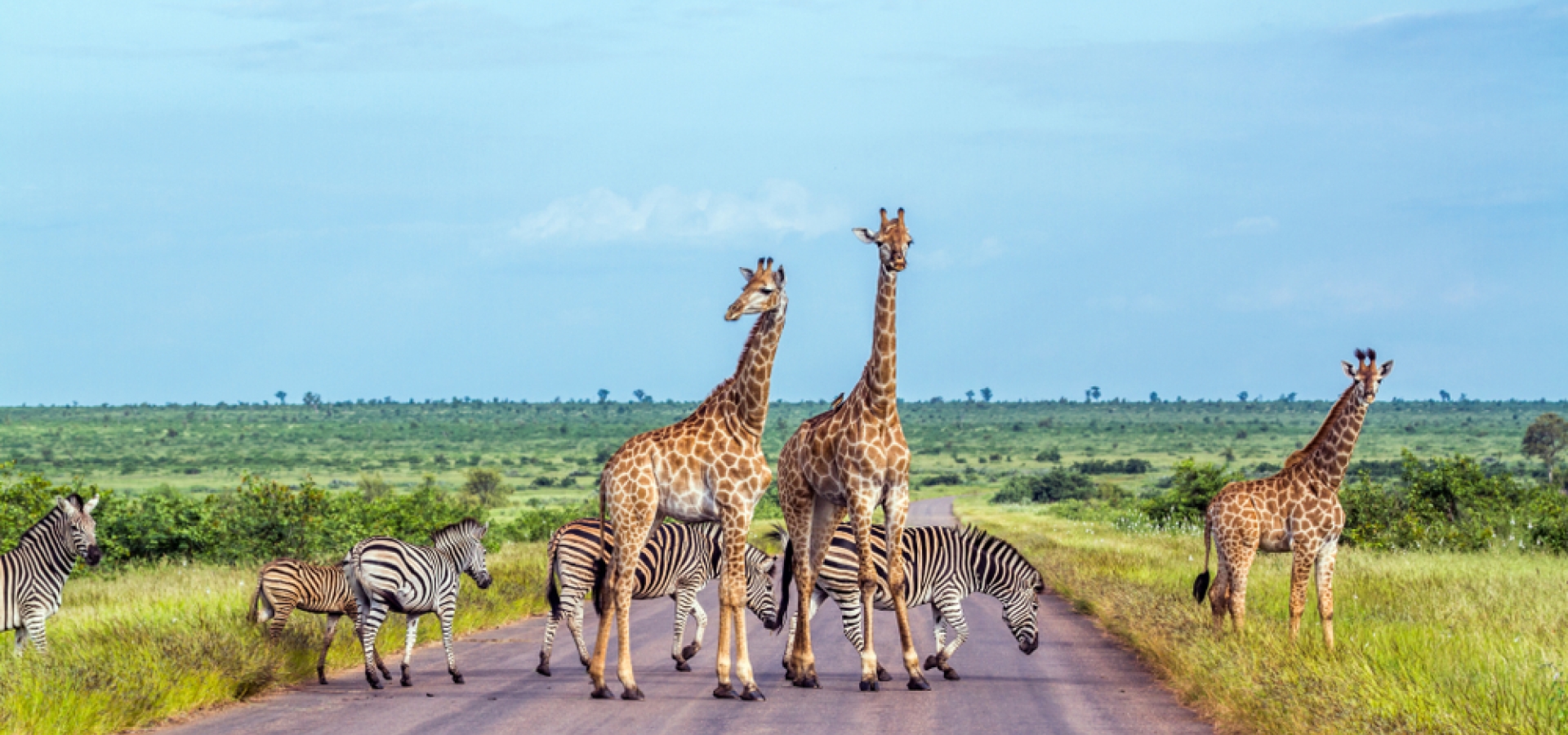 kruger-national-park_big-5_web_786552829