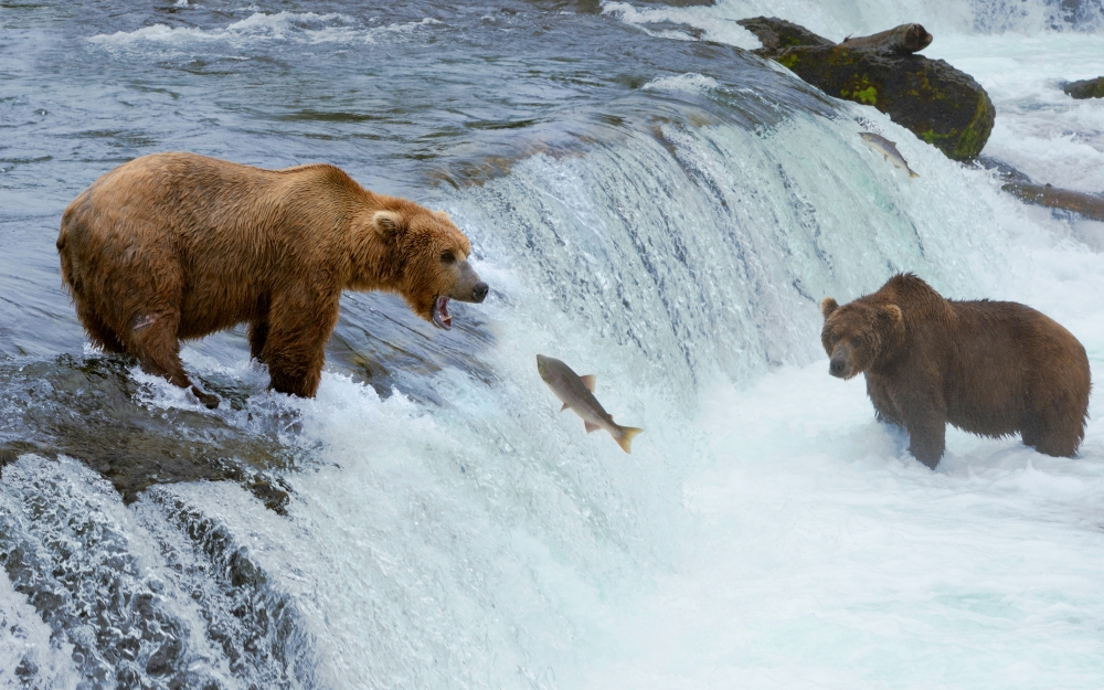 bears fishing at denali national park in alaska