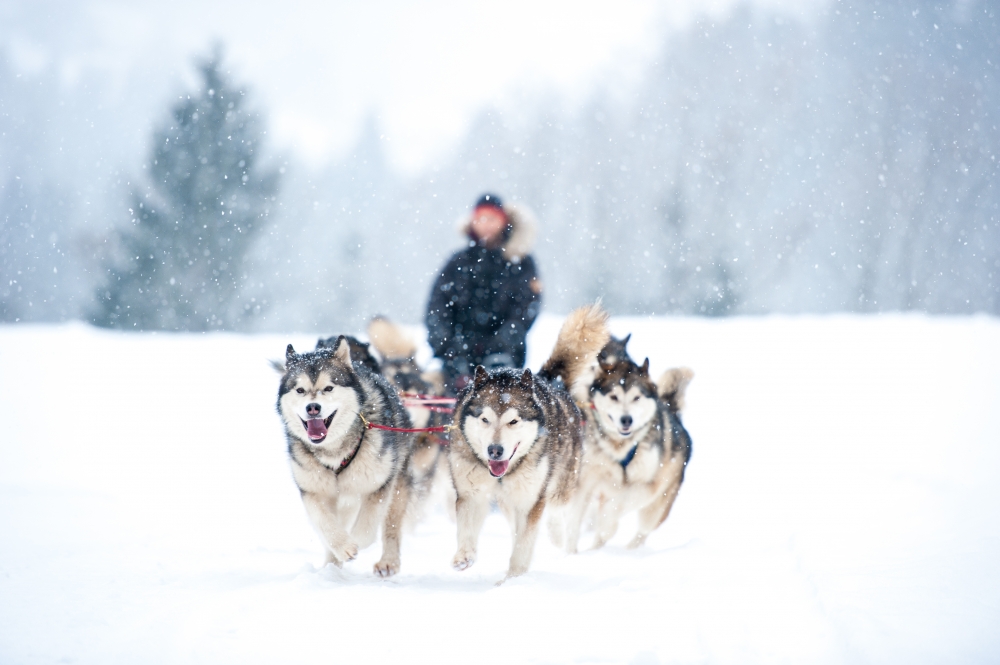 Dog Sledding in Alaska