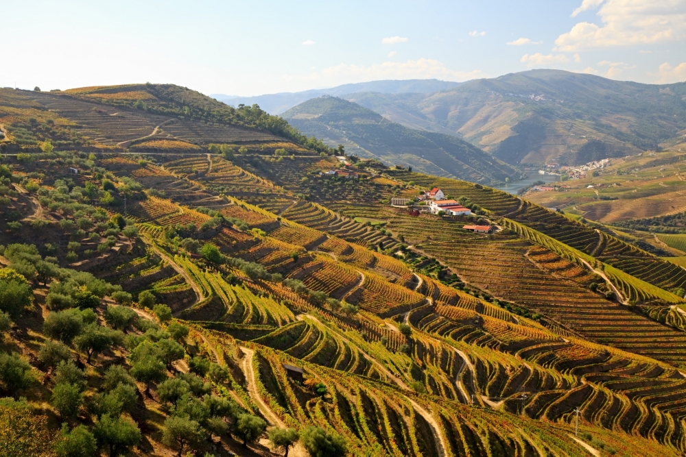Terraced vineyards along the Douro River Valley in Portigal.